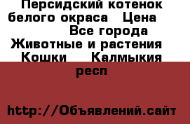 Персидский котенок белого окраса › Цена ­ 35 000 - Все города Животные и растения » Кошки   . Калмыкия респ.